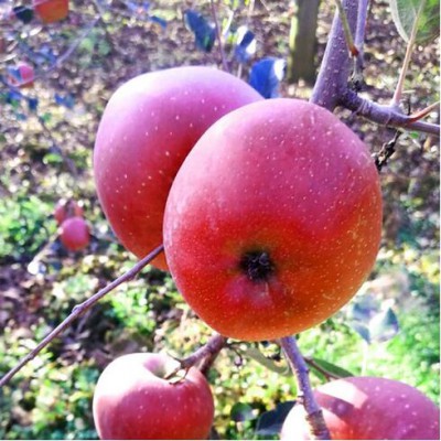 云南昭通丑蘋果紅富士10斤裝新鮮現(xiàn)摘現(xiàn)發(fā)冰糖心甜脆