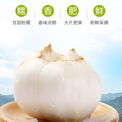 蘭州百合甘肅特產(chǎn)鮮百合500g 新鮮現(xiàn)挖農(nóng)家食用甜百合 新鮮百合 百合干 炒菜燉湯滋潤(rùn)蔬菜 一斤16個(gè)精品4頭裝 (真空包裝)