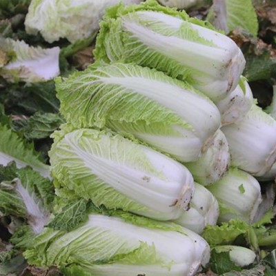密農(nóng)人家 老北京大白菜 炒吃大白菜新鮮脆嫩 北京蔬菜 適合炒吃腌制 8斤